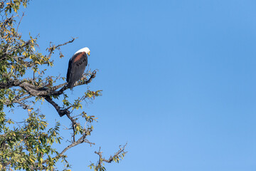 Telephoto shot of an African Fish Eagle - Haliaeetus vocifer- sitting in a tree in Chobe national park, Botswana.