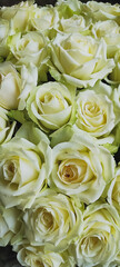 Elegant and Creamy Green Roses Arrangement that exudes refined beauty and style