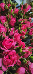 Exquisite Beautiful Pink Roses in a Delightfully Blooming Arrangement of Elegance