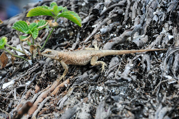 A small brown lizard basking on a sunlit tree trunk surrounded by lush leaves.