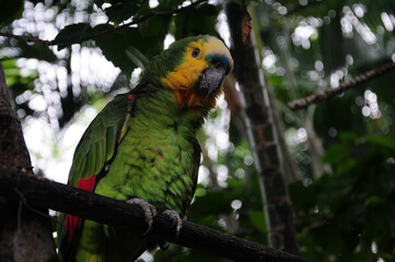 Vibrant green parrot perched on a branch in a tropical rainforest setting.