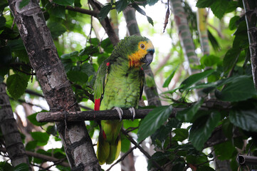 Colorful parrot on branch in lush tropical forest foliage