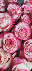 Exquisite Beautiful Pink Roses in a Delightfully Blooming Arrangement of Elegance