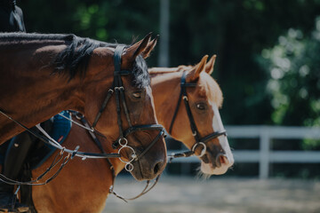 Obraz premium Two horses are captured in a serene outdoor setting, showcasing their elegant form and beautiful bridles. The image embodies themes of equestrian sport, companionship, and nature.