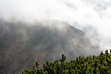 Foggy mountain landscape with lush green pine branches in the foreground, fading hills in background. Concept of misty wilderness, untouched nature, and tranquil outdoor scenery. High quality photo
