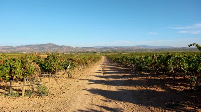 Bountiful Grape Vineyard, vineyard filled with rows of vibrant green vines, where lush grapes flourish, destined to become exquisite wine