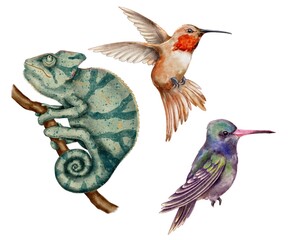 Tropical animals, chameleon and hummingbirds watercolor illustration set on white background. For printing on clothes, decorating holidays, guides for zoo.