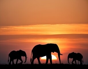 Fototapeta premium silhouette of a group of elephants at sunset
