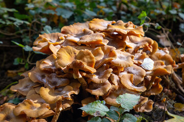 mushroom on the moss in the forest