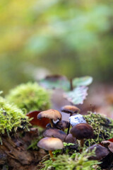 mushroom on the moss in the forest