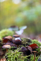 mushroom on the moss in the forest