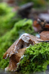 mushroom on the moss in the forest