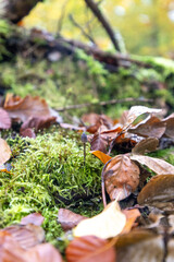 mushroom on the moss in the forest