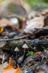 mushroom on the moss in the forest