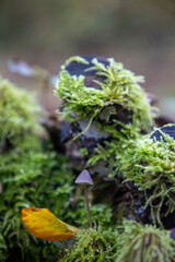 mushroom on the moss in the forest