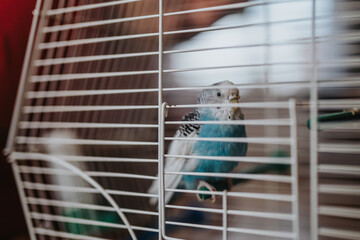 A vibrant blue budgie rests inside a white birdcage, showcasing the tranquility and companionship found in keeping pet birds.