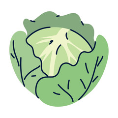 Vector image of a green lettuce icon with a white background