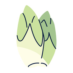 Vector Illustration of Belgian Endive Chicory for Fresh Salad Ingredients and Healthy Food Design Concepts