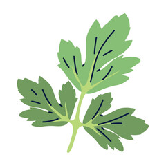 Vector image of a cooking herb icon on a white background