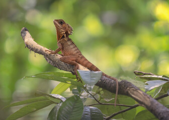 A wild Boyd's forest dragon (Lophosaurus boydii) perched on a branch in lush rainforest undergrowth