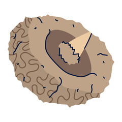 Whole Nutmeg Seed Vector Illustration for Culinary Spices Design, Natural Herb Elements, and Organic Cooking Ingredients Graphics