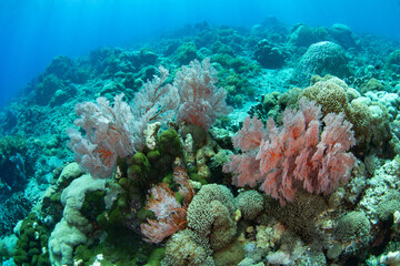 A beautiful and healthy coral reef thrives off a remote island in the Lesser Sunda Islands of Indonesia. This region is part of the Coral Triangle and harbors spectacular marine biodiversity.