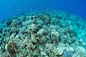 Fototapeta premium A beautiful and healthy coral reef thrives off a remote island in the Lesser Sunda Islands of Indonesia. This region is part of the Coral Triangle and harbors spectacular marine biodiversity.