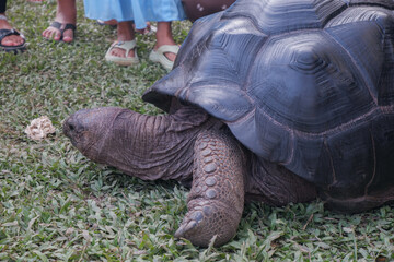 Fototapeta premium Aldabra giant tortoise, Mauritius