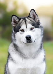 Close up portrait of alaskan malamute on summer background