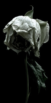 Solid&atilde;o representada por uma &uacute;nica flor murcha