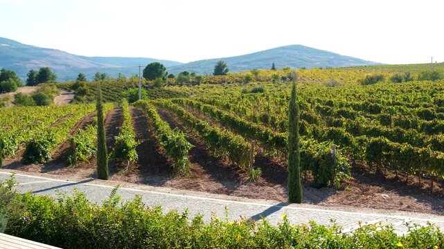 Bountiful Grape Vineyard, vineyard filled with rows of vibrant green vines, where lush grapes flourish, destined to become exquisite wine
