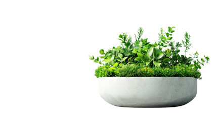 Fototapeta premium Fresh green plants in a modern concrete planter.