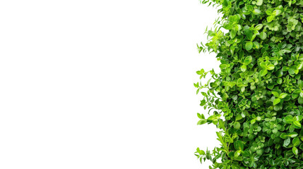 Fototapeta premium Green leaves on a textured background, nature and freshness