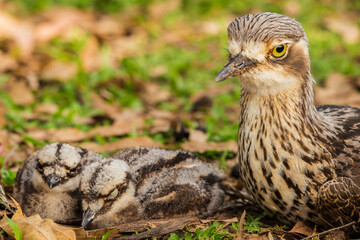 The bush stone-curlew or bush thick-knee is a large, ground-dwelling bird endemic to Australia.