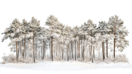 Snowy pine trees on a white isolated background.