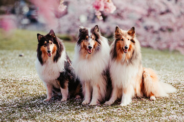 Collies und Kirschblüten