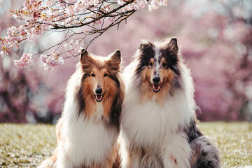 Collies und Kirschblüten