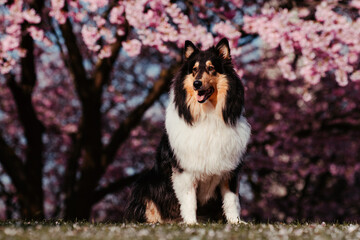 Collies und Kirschblüten