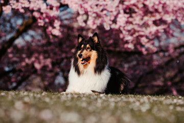 Collies und Kirschblüten