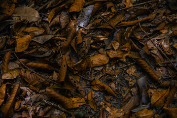 texture, background, autumn leaves background, dry leaves background, forest, forest floor, leaves on the ground, dry leaves
