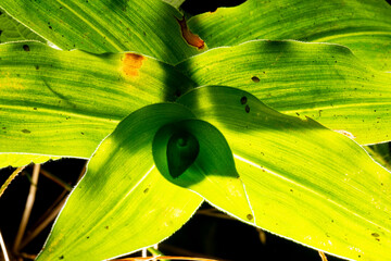 Folha verde de planta nativa da Mata Atlântica Brasileira. 