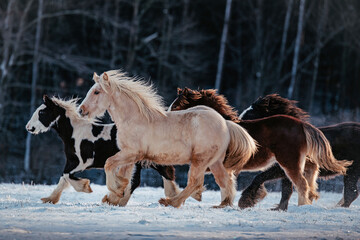 Absetzer im Winter © ScullyPictures