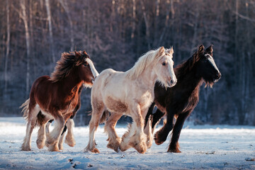 Obraz premium Absetzer im Winter