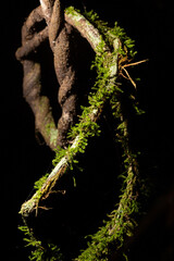 Cipó trançado com mato verde crescendo na sua casca.  