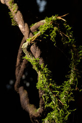 Cipó trançado com mato verde crescendo na sua casca.  