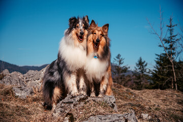 Langhaarcollie