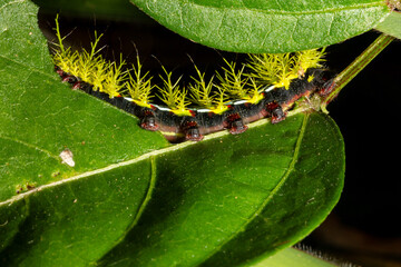 Lagarta tatura ou como também é conhecida lagarta de fogo de pelos verde limão transitando sobre folhagem de plantas nativas da Mata Atlântica Brasileira. 