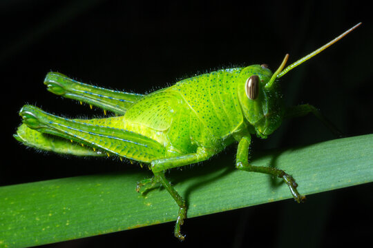 Esperan&ccedil;a s&atilde;o insetos em sua maioria verdes e muito bem camuflados em plantas. 