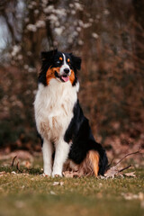 Australian Shepherd