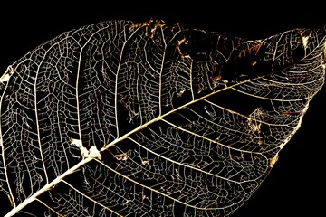 Folha seca em decomposição, transparente com luzes colorida ao fundo iluminada em floresta...